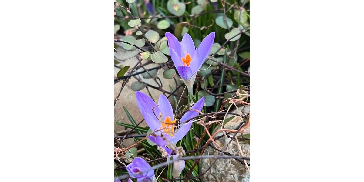 Reihenhaus Baesweiler - 250.000&euro; | Angebot:25057064