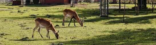 Wild- und Freizeitpark Klotten Mosel