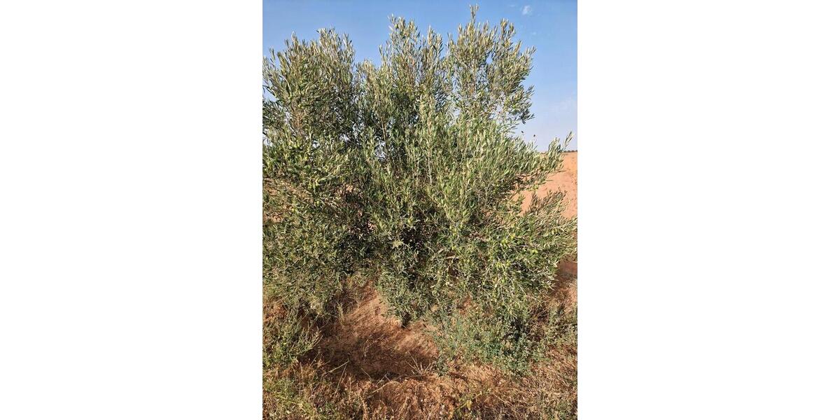 Einfamilienhaus Eschweiler - 45.000&euro; | Angebot:20452932