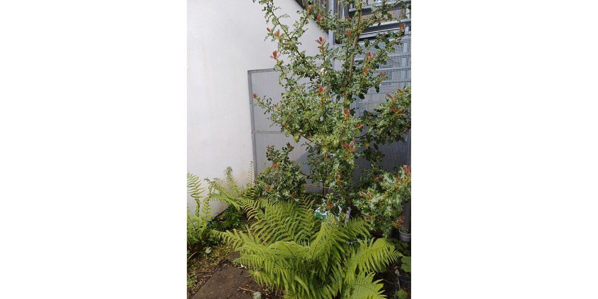 Erdgeschoßwohnung Aachen Aachen-Mitte - 1 Zimmer, 41 m&sup2;, 750&euro; | Angebot:26538367