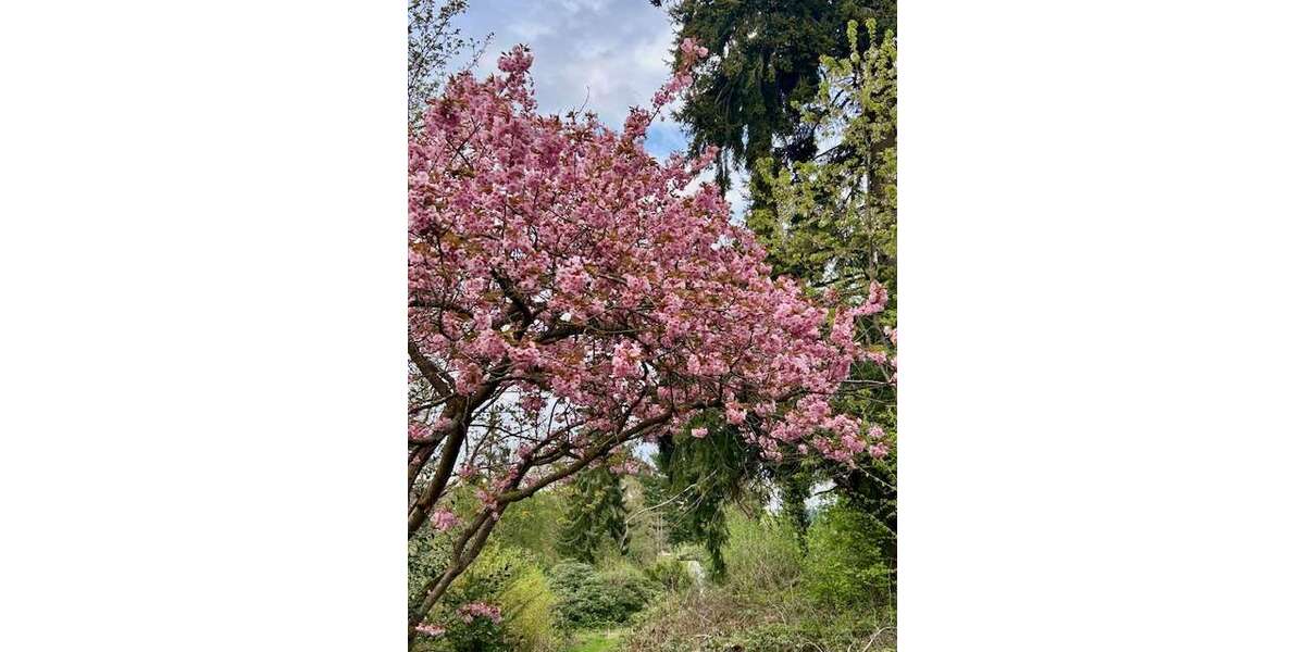 Grundstück Roetgen / Mulartshütte Mulartshütte - 79.500&euro; | Angebot:22937182