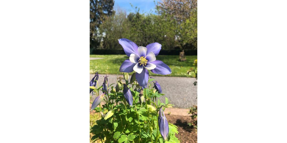 Einfamilienhaus Nideggen - 6 Zimmer, 191 m&sup2;, 384.000&euro; | Angebot:25982509