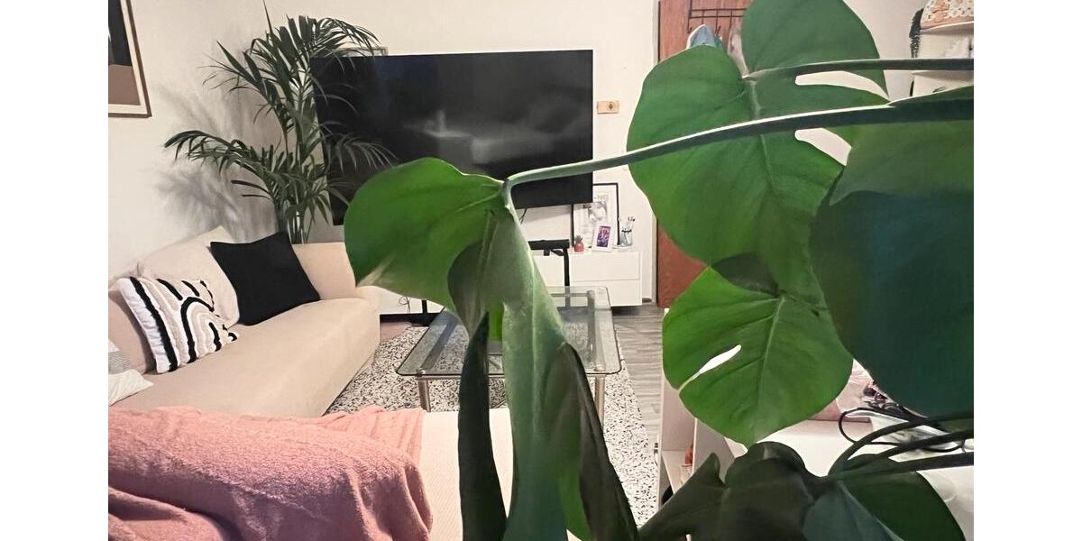 Hochparterre Alsdorf - 2 Zimmer, 95 m&sup2;, 400&euro; | Angebot:25962561