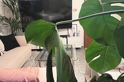 Wohnung Alsdorf - 2 Zimmer, 95 m&sup2;, 400&euro; | Angebot:25962561