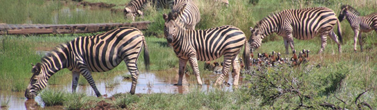 Wild- und Freizeitpark Daun Vulkaneifel